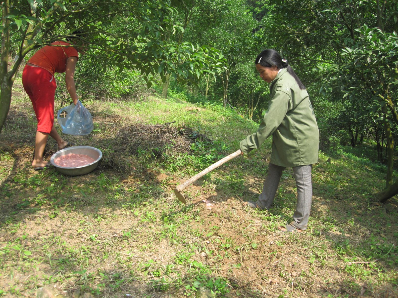 Cuốc rãnh kết hợp xới xáo đất để bón phân cho cây hồng